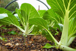 Growing cabbage pak choy