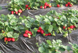 Strawberries on agrofibre