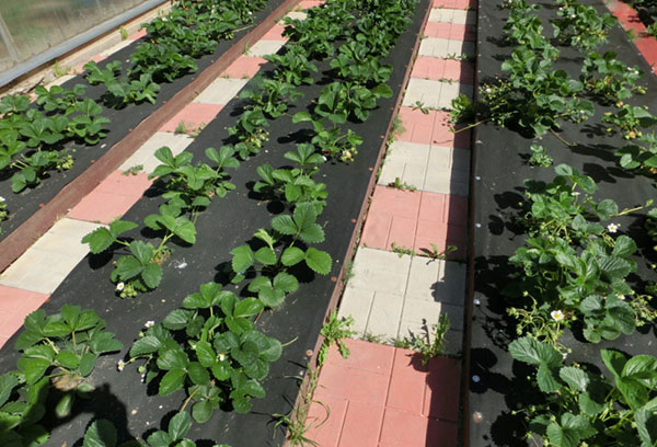 Aardbeien in plastic bedden