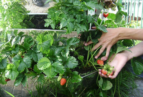 Picking strawberries from vertical beds