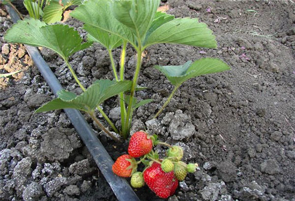 Fresas en invernadero