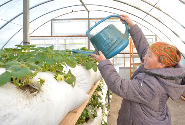 Aardbeien kweken in zakken in een kas