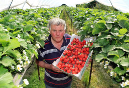 Greenhouse strawberry harvest