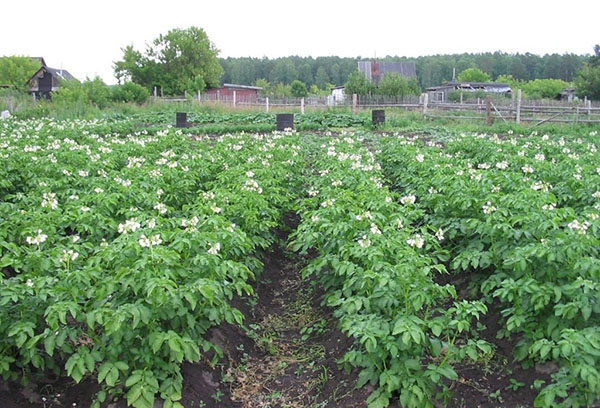 Blooming potatoes