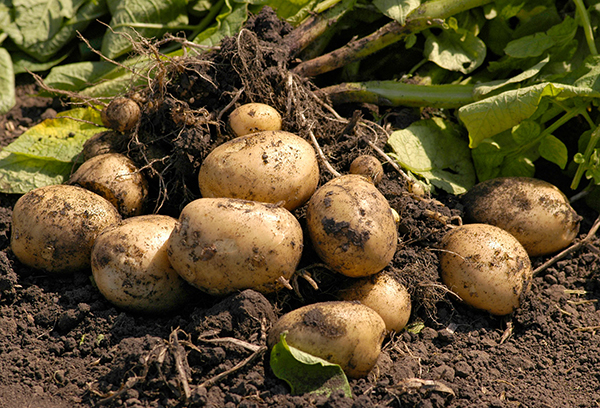 Изкопани грудки картофи