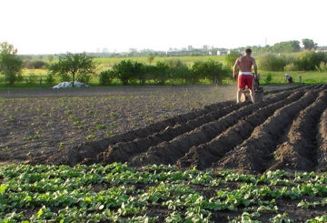 Hilling aardappelen