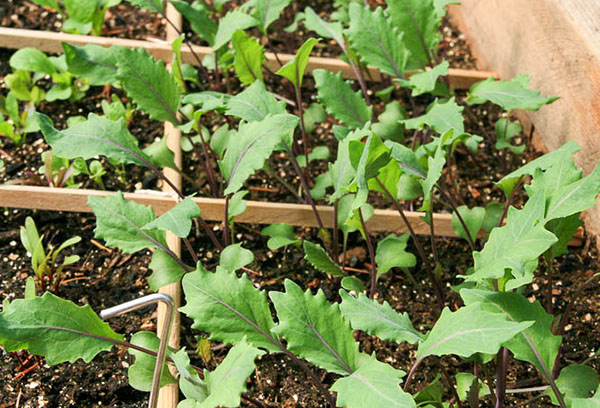 Kohlrabi seedlings