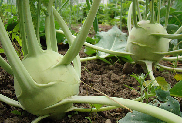 A bed with kohlrabi