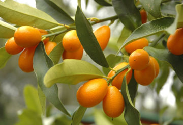 Kumquat con frutas