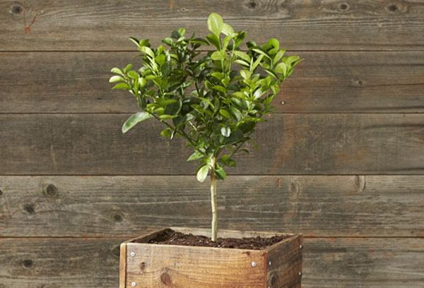 Kumquat en una caja de madera