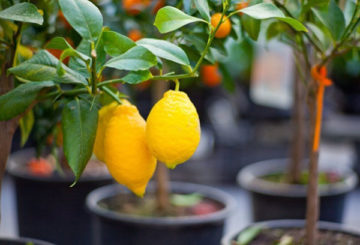 Limones en maceta