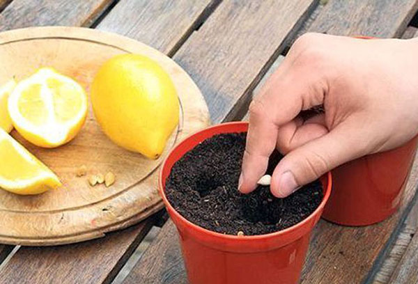 Plantering av citronfrön