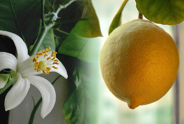 Citronblomma och frukt