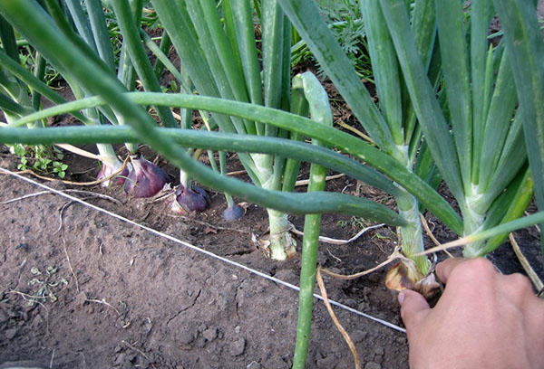 Garden onion