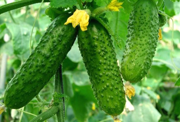 Cucumber fruits and flowers