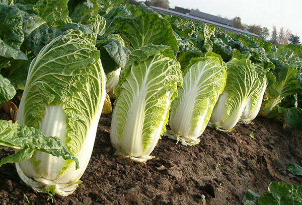 Peking cabbage bed