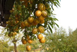 Pepino fruit on a branch
