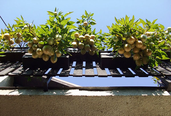 Growing pepino on the balcony