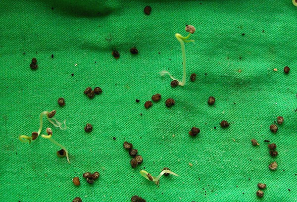 Germinating pepino seeds
