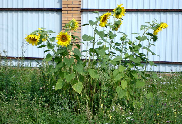 Sunflowers in the country