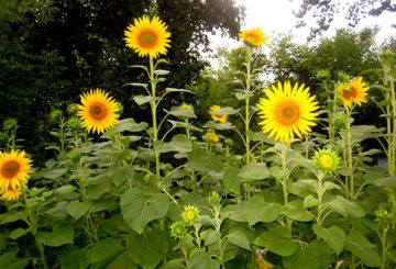 Girasoles florecientes