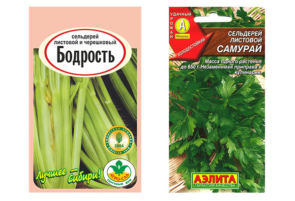Celery seeds of varieties Bodrost and Samurai