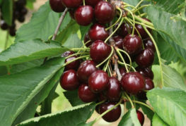 Sand cherry fruit on a branch