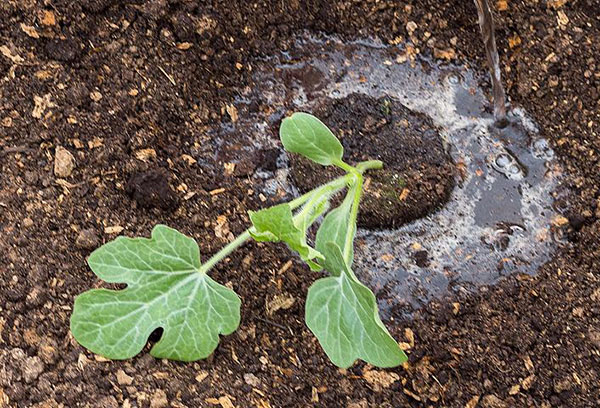 Plantera vattenmelonplantor i öppen mark