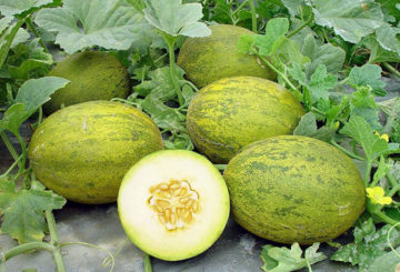 Melones