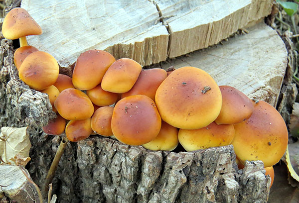 Honey mushrooms on the stump