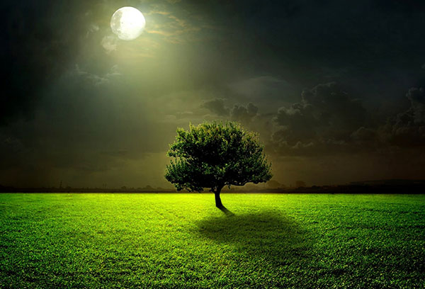 Träd under månen