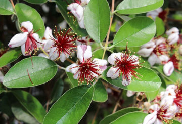 Feijoa bloeien