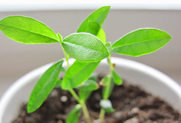 Feijoa spruit