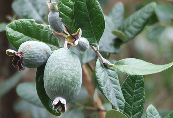 Feijoa eierstok