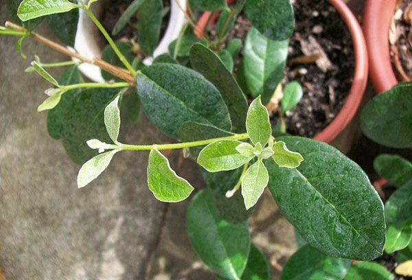 Feijoa trong một cái chậu