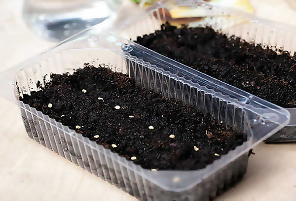 Sowing hot pepper for seedlings