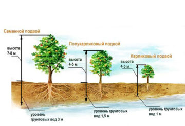 Esquema de plantación de manzanos