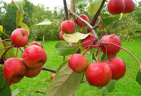 Red apples on a branch