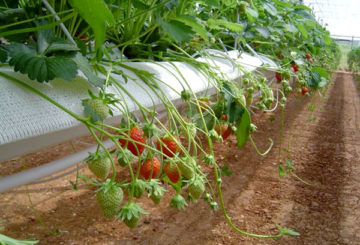 Fresas en tubo de PVC