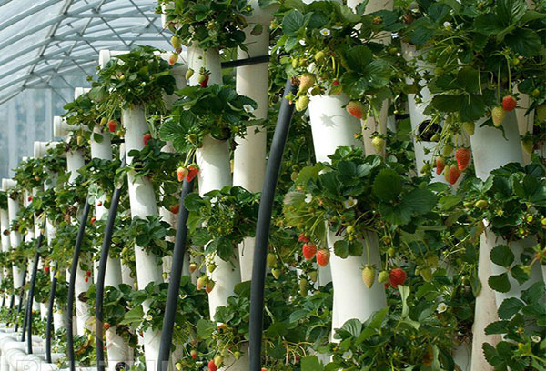 Vertikal plantering av jordgubbar i PVC-rör