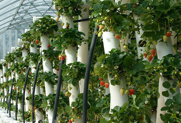 Verticale aanplant van aardbeien in PVC-buizen