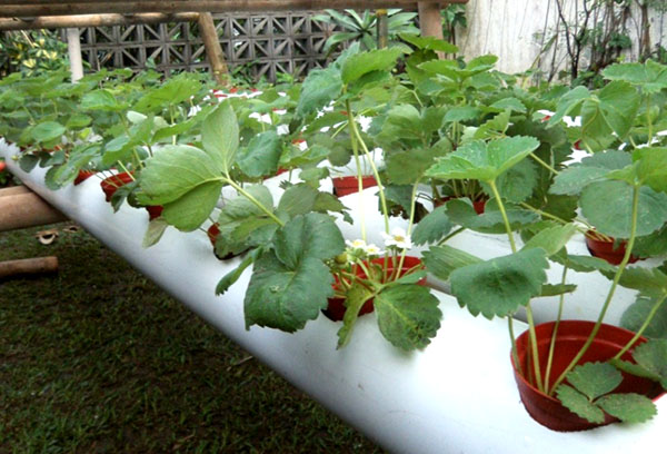 Odling av jordgubbar i ett horisontellt rör med hydroponics