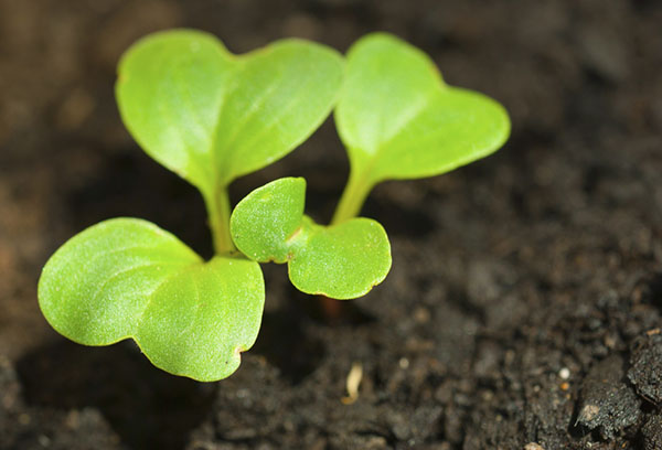 Spruiten van groene radijs