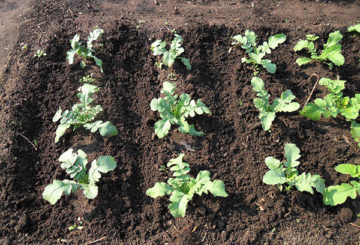 Rábano verde después del aclareo