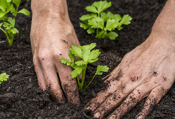 Zaailingen van selderij planten