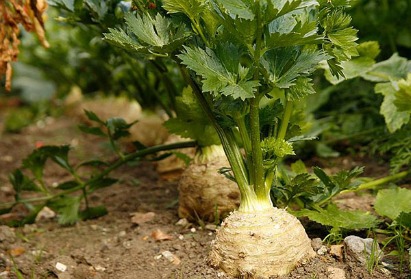 Wortelselderij in de tuin