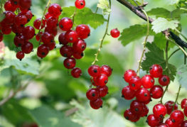 Red currant berries on a branch