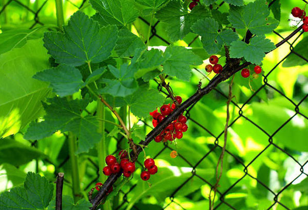 Red currant with berries
