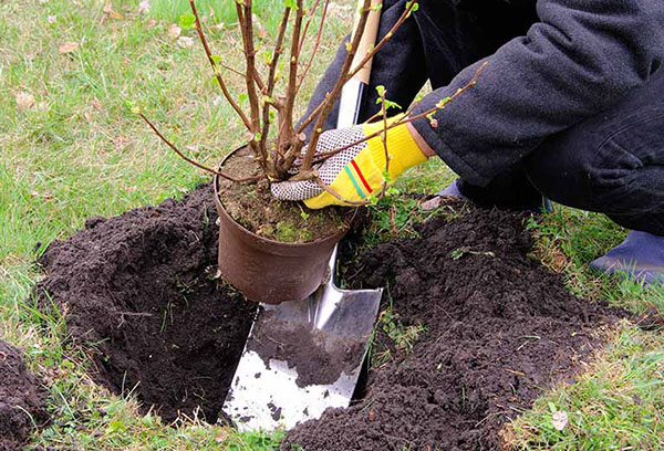 Planting a red currant bush