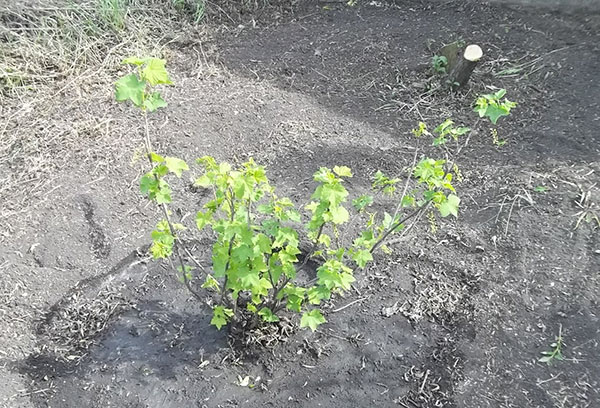 Young red currant bush